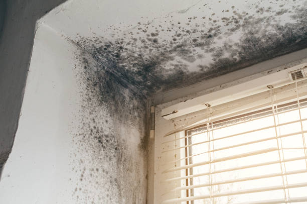 Trusted Black Mold Removal service in Holly Springs, NC - Cheap Mold Removal