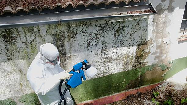 Trusted Attic Mold Removal service in Holly Springs, NC - Cheap Mold Removal
